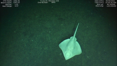 Bathyraja spinosissima