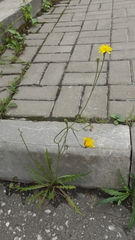 Scorzoneroides autumnalis