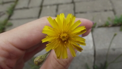 Scorzoneroides autumnalis