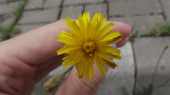 Scorzoneroides autumnalis