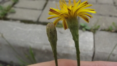 Scorzoneroides autumnalis