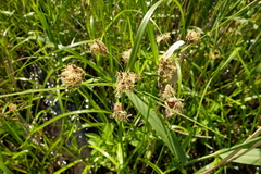Bolboschoenus laticarpus