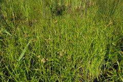 Bolboschoenus laticarpus