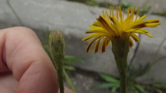 Scorzoneroides autumnalis