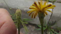 Scorzoneroides autumnalis