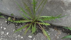 Scorzoneroides autumnalis