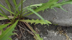 Scorzoneroides autumnalis