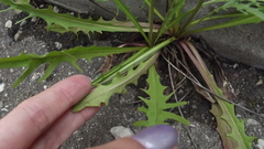 Scorzoneroides autumnalis