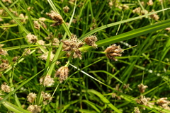 Bolboschoenus laticarpus