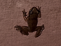 Eleutherodactylus johnstonei