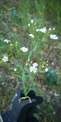 Gypsophila elegans