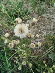 Erigeron acris