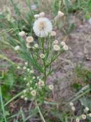 Erigeron acris