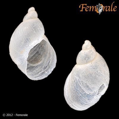 Succinea apicalis