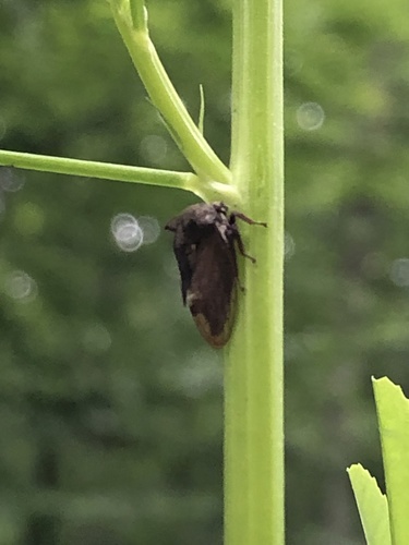 Centrotus cornutus