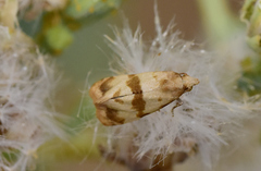 Phalonidia contractana