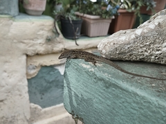 Anolis sagrei
