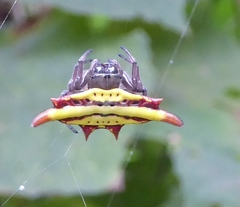 Gasteracantha diadesmia