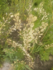 Thlaspi arvense
