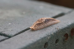 Urocyclidae