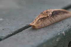 Urocyclidae