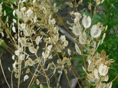 Thlaspi arvense