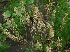 Thlaspi arvense