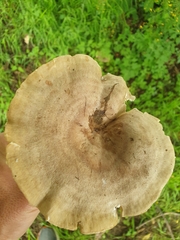 Lactarius circellatus