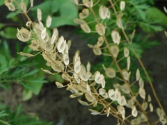 Thlaspi arvense