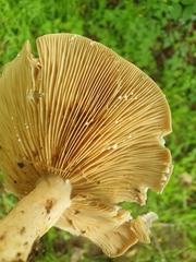 Lactarius circellatus