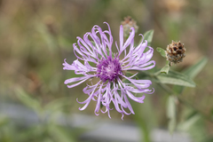 Centaurea jacea jacea