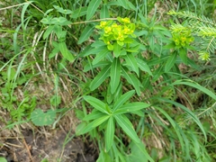 Euphorbia austriaca