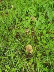 Lactarius circellatus