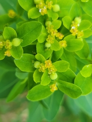 Euphorbia austriaca