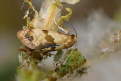 Phalonidia contractana