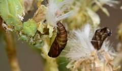 Phalonidia contractana