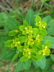 Euphorbia austriaca