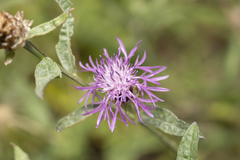 Centaurea jacea jacea