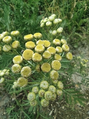 Tanacetum vulgare