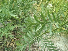 Tanacetum vulgare