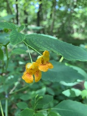 Impatiens capensis