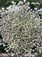 Daucus carota