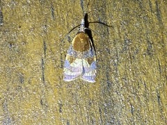 Cenopis diluticostana