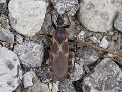 Triatoma lecticularia