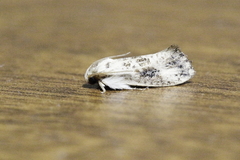 Tineoidea