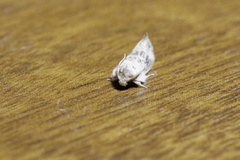 Tineoidea