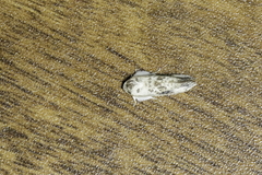 Tineoidea