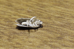 Tineoidea