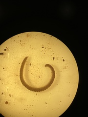 Andrognathus corticarius