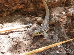 Aspidoscelis sonorae